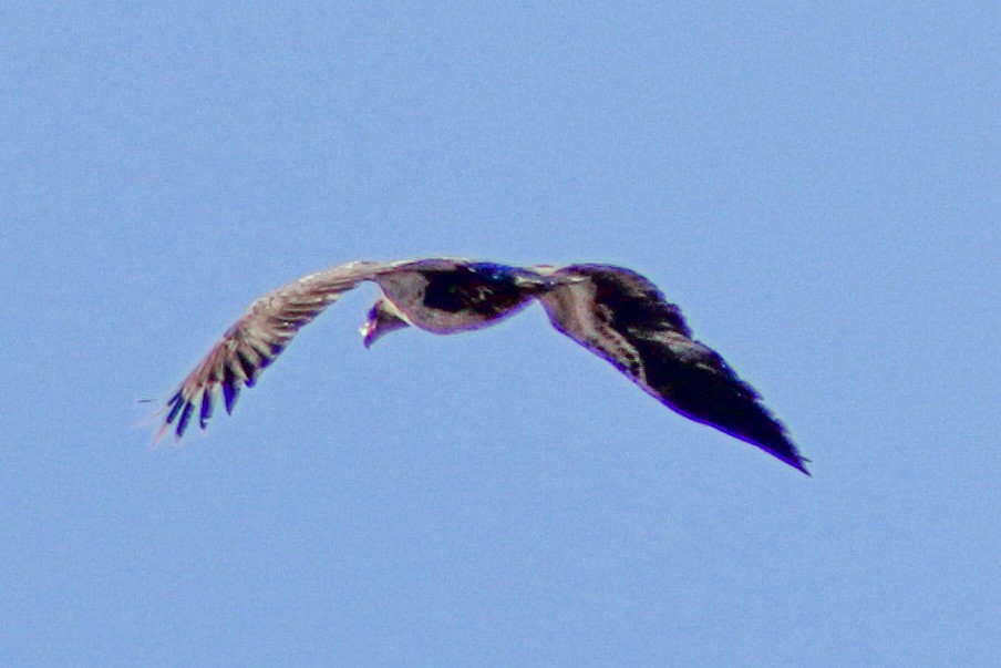 Bald Eagle - Chris Cochrane