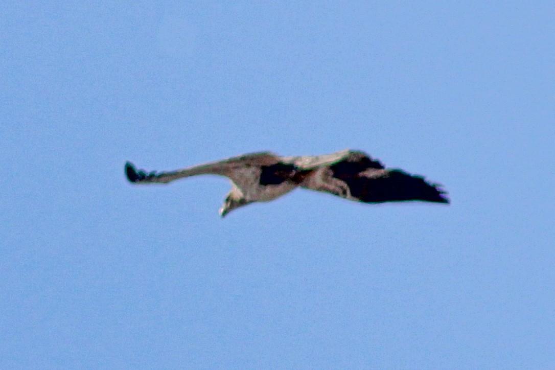 Bald Eagle - Chris Cochrane