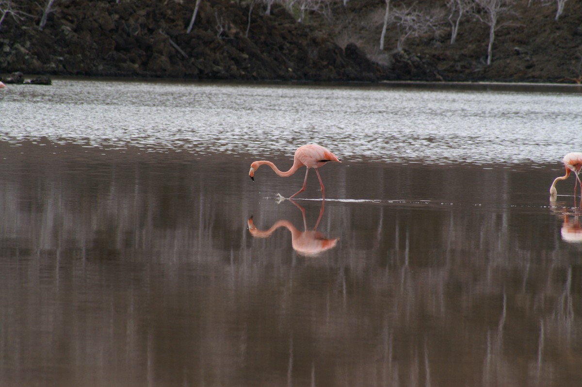 Flamant des Caraïbes - ML514329311