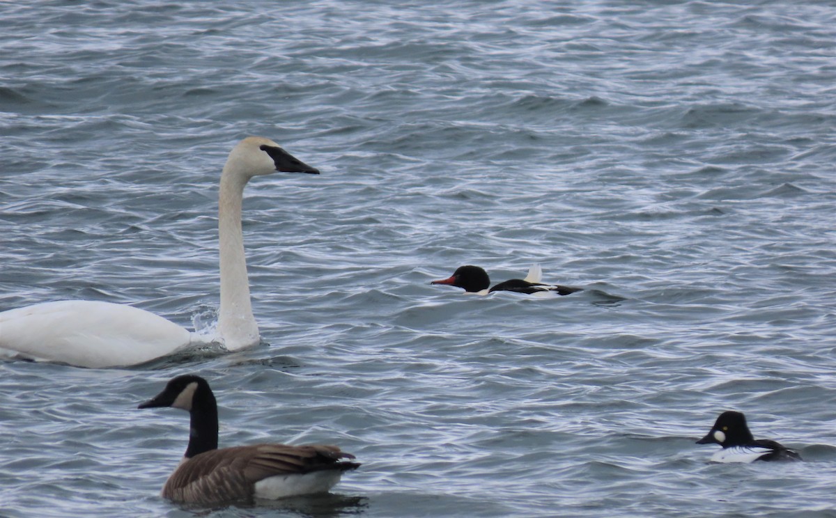 Trumpeter Swan - Mary Guell