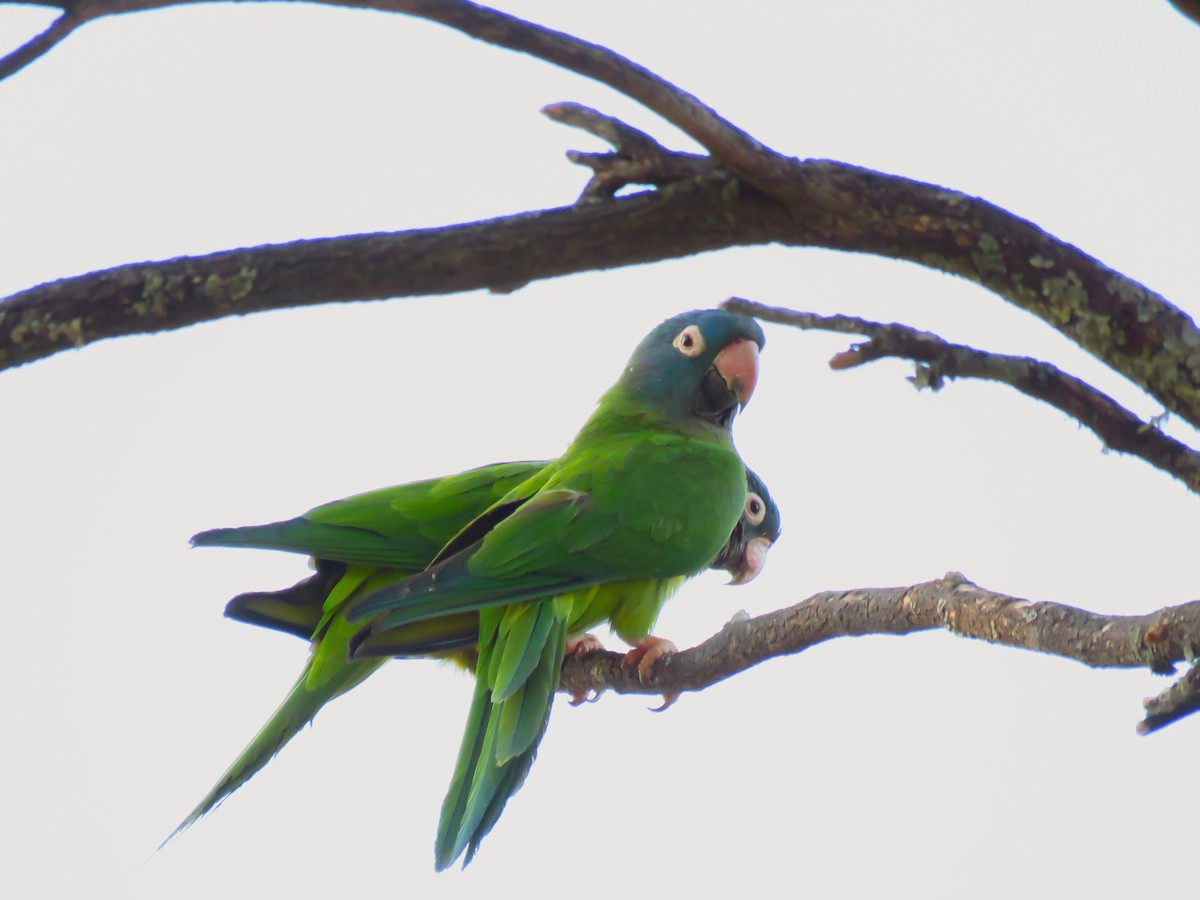 Blue-crowned Parakeet - ML514330821