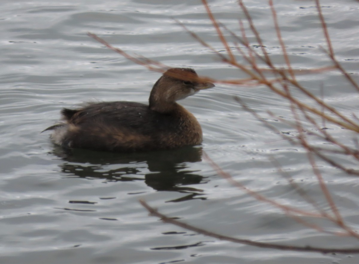 Pied-billed Grebe - Mary Guell