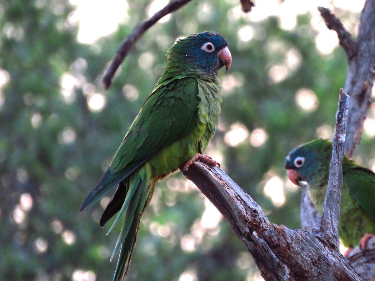 Blue-crowned Parakeet - ML514332051