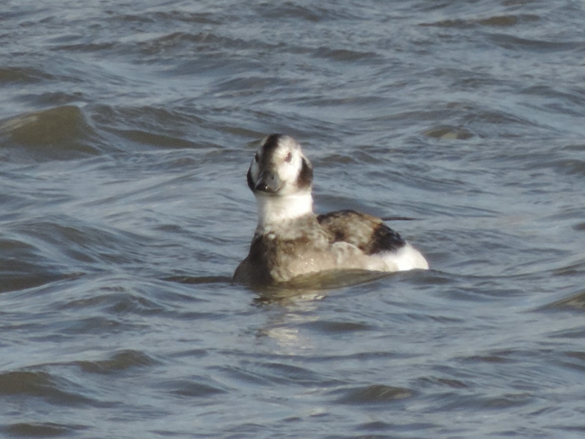 Long-tailed Duck - ML514332431