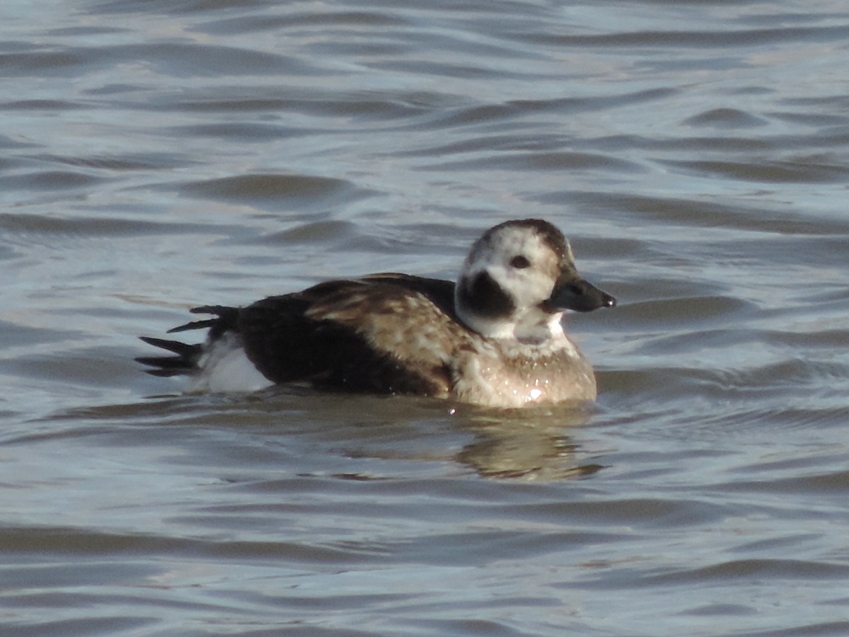 Long-tailed Duck - ML514332441