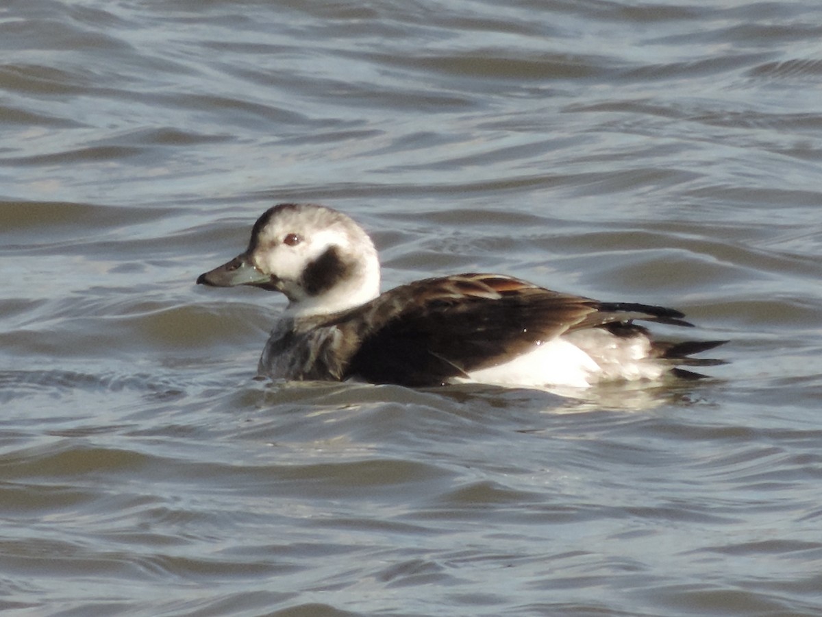 Long-tailed Duck - ML514332451