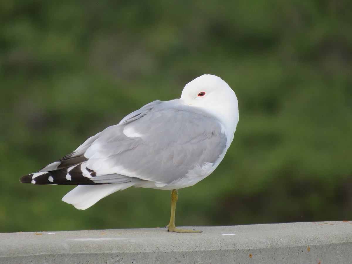 Short-billed Gull - ML514332571