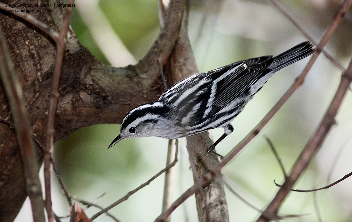 Black-and-white Warbler - ML51433291