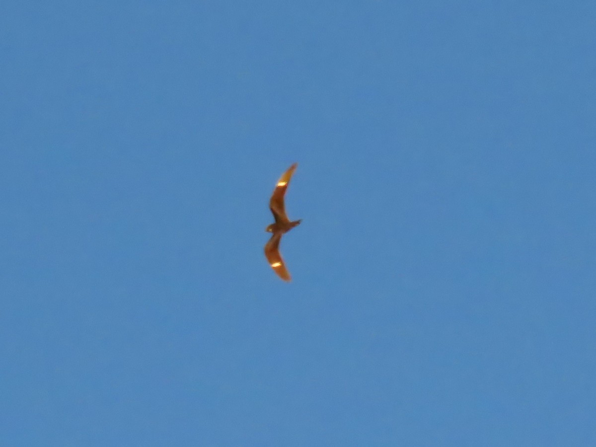 Common Nighthawk - ML514333601