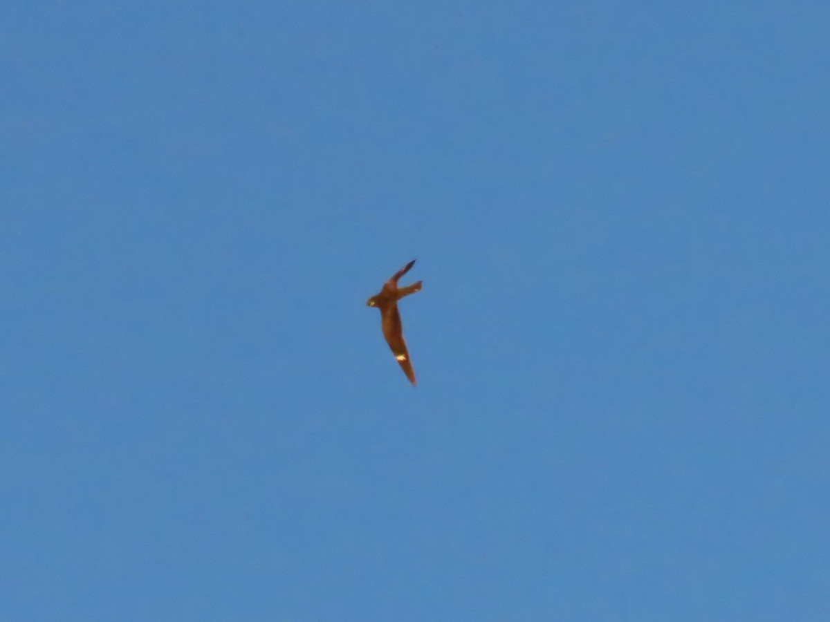 Common Nighthawk - ML514333611