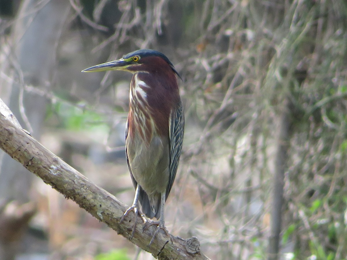 Green Heron - ML514334261