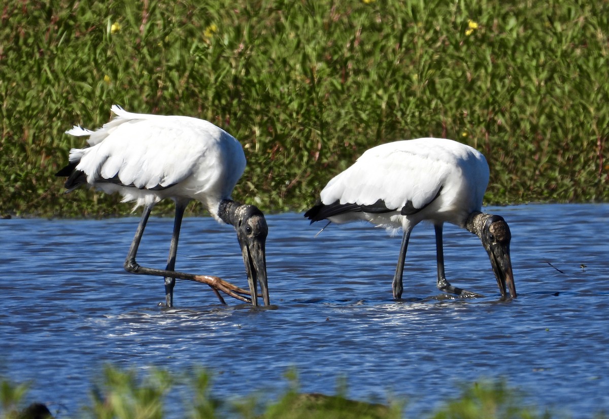 Wood Stork - ML514334921