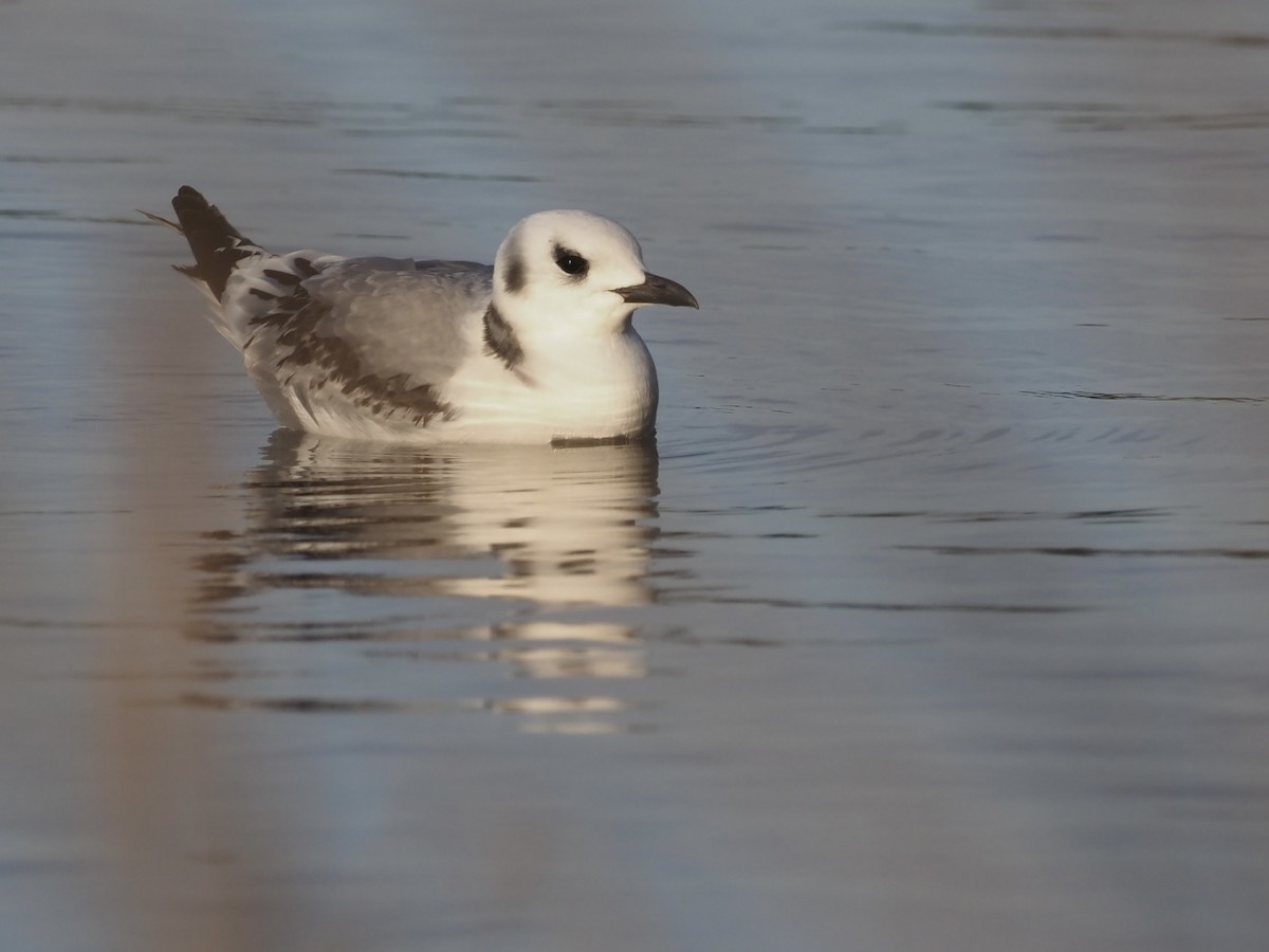 Black-legged Kittiwake - ML514334981
