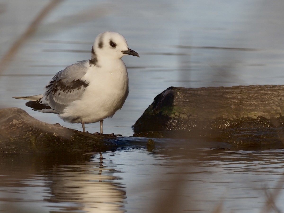 Black-legged Kittiwake - ML514334991