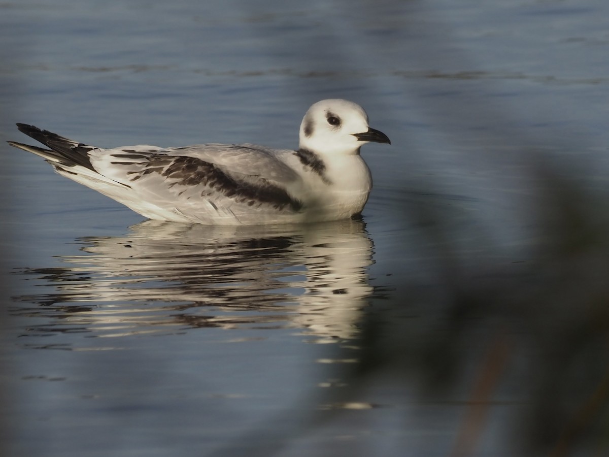Black-legged Kittiwake - ML514335001