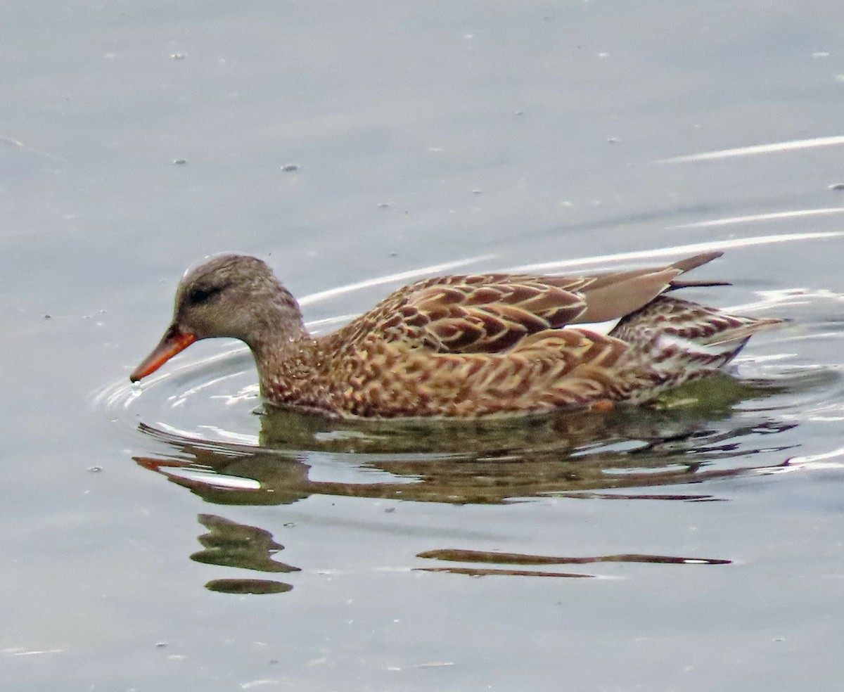 Gadwall - ML514337541