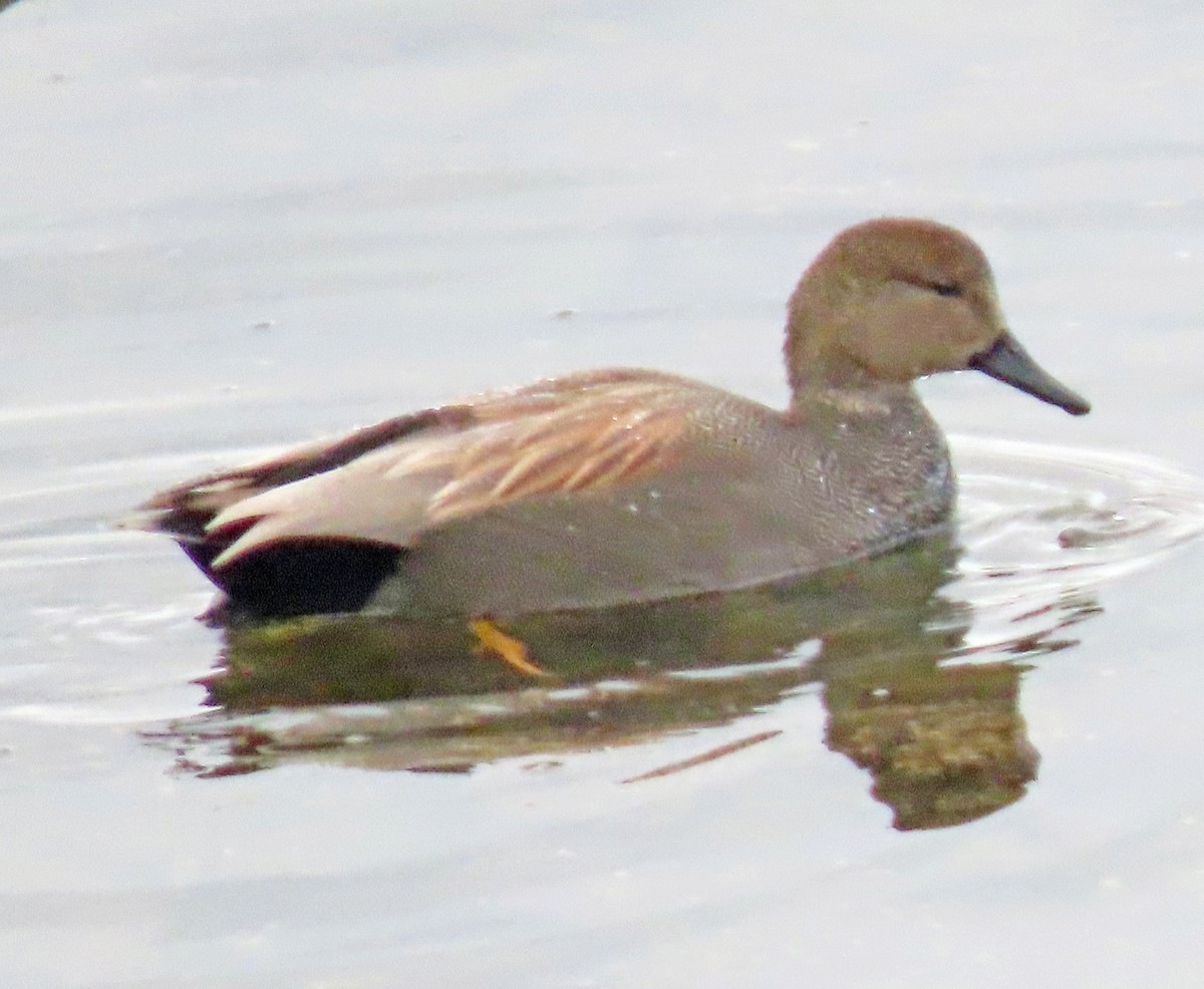 Gadwall - ML514337551