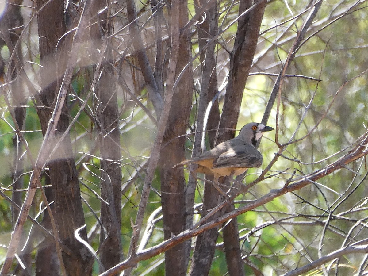 Crested Bellbird - ML514338601