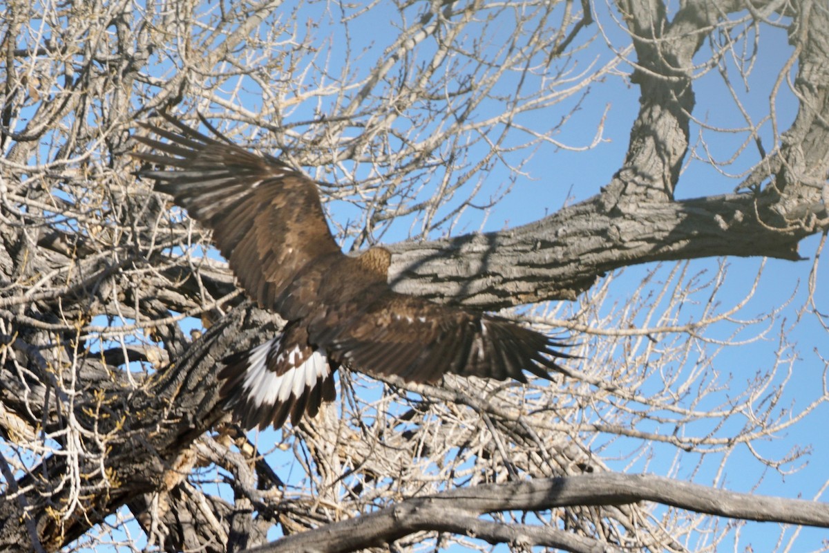 Golden Eagle - Jacob Tims