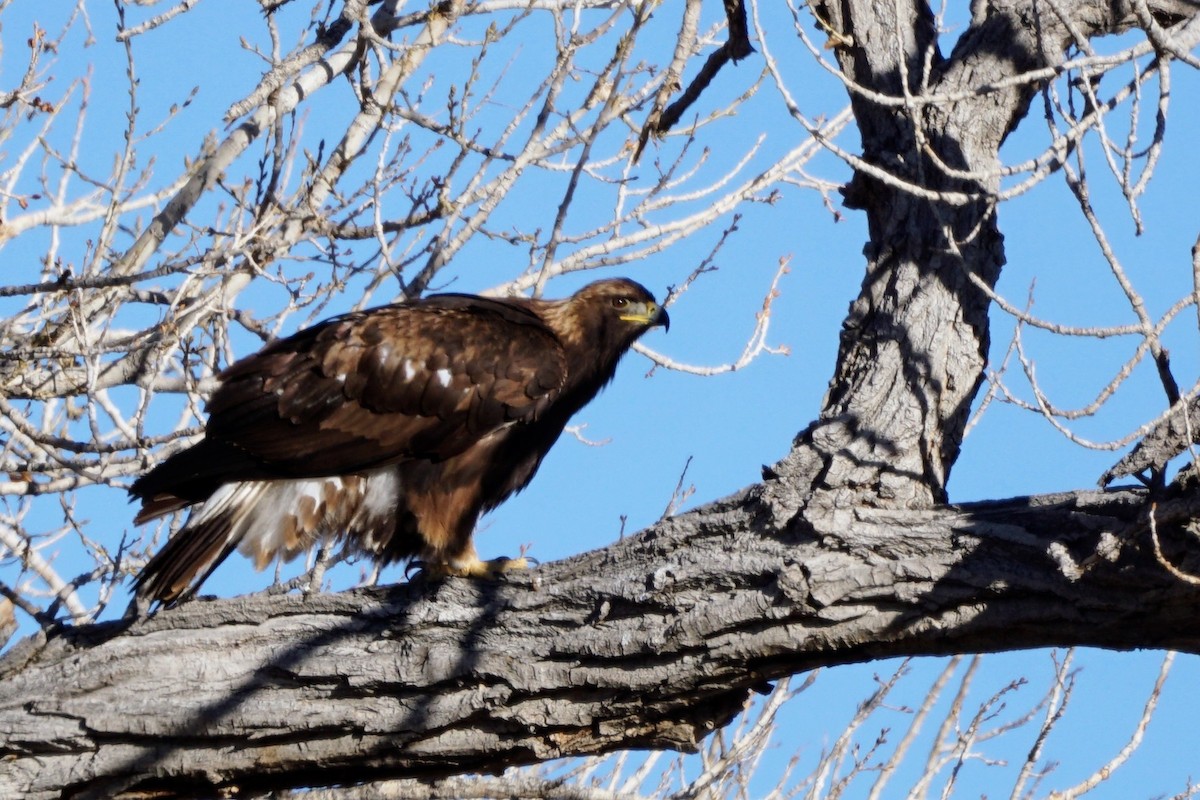 Golden Eagle - ML514339291