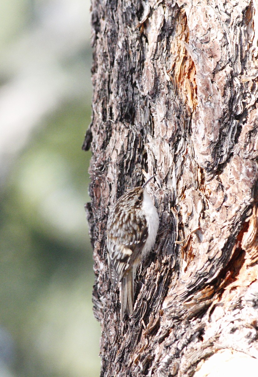 Brown Creeper - ML51434111