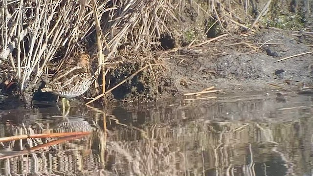 Wilson's Snipe - ML514341321