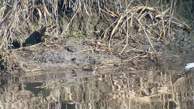 Wilson's Snipe - ML514341331