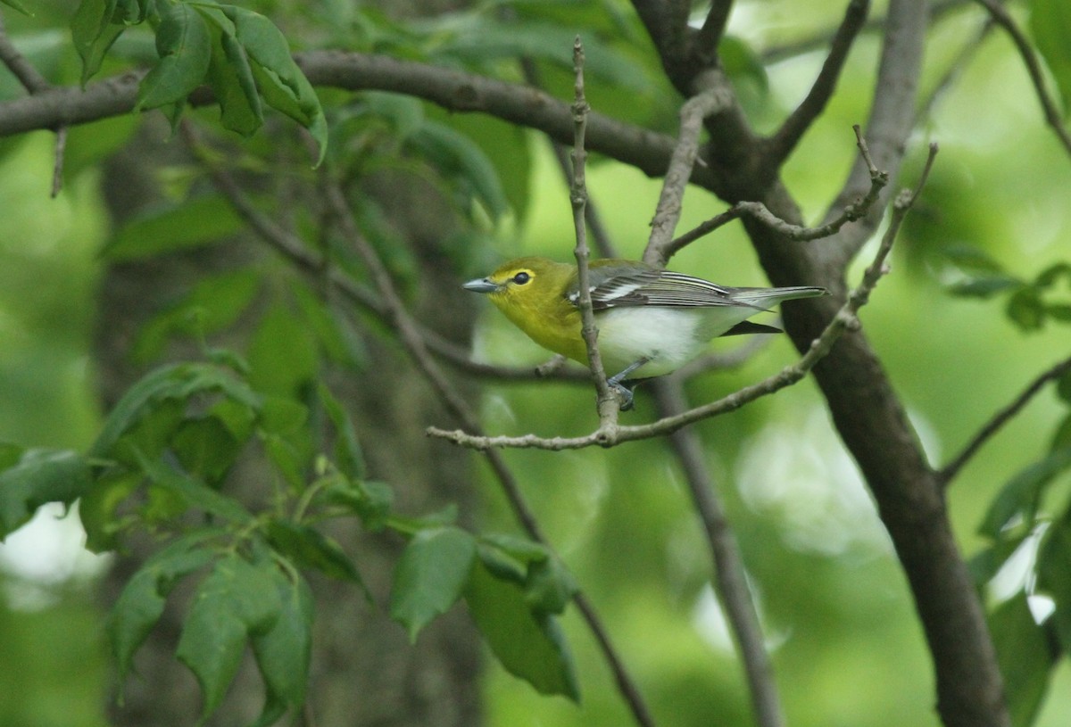 Yellow-throated Vireo - ML514341371