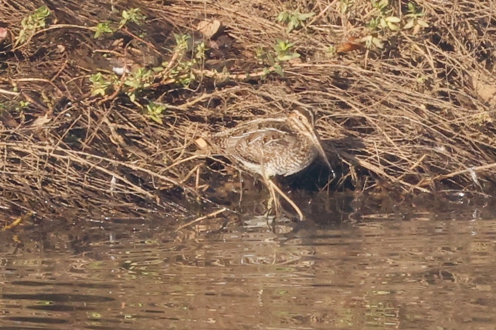 Wilson's Snipe - ML514341771