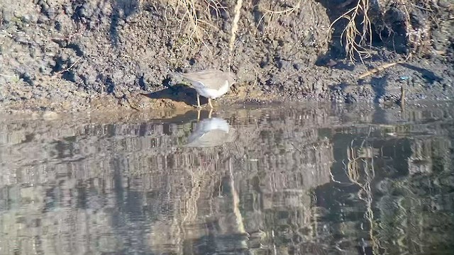 Spotted Sandpiper - ML514341871