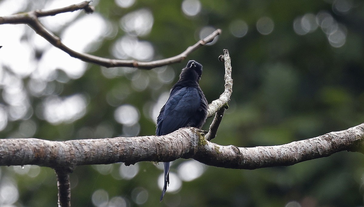Square-tailed Drongo-Cuckoo - ML514341941