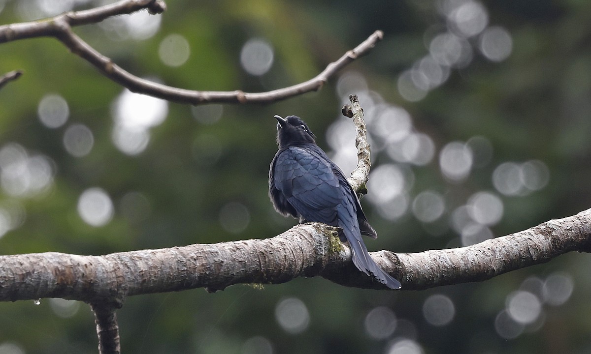 Square-tailed Drongo-Cuckoo - ML514341961