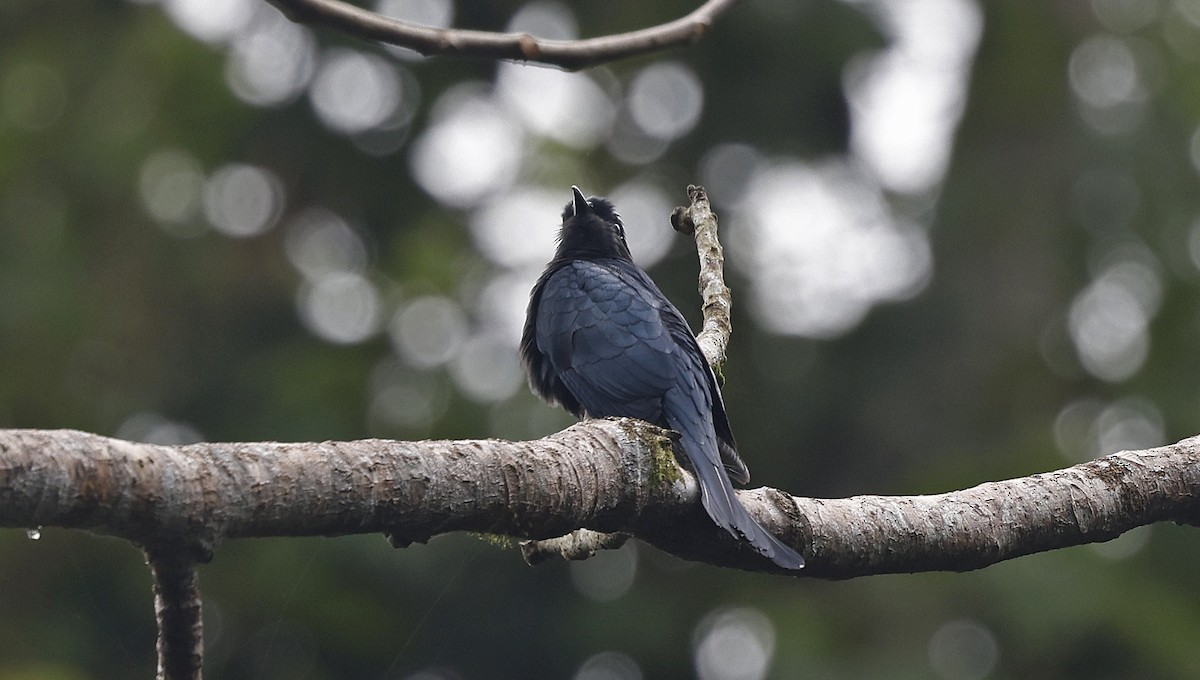 Square-tailed Drongo-Cuckoo - ML514341991