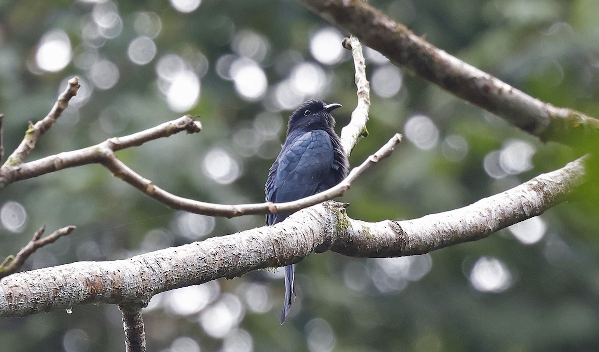 Square-tailed Drongo-Cuckoo - ML514342021