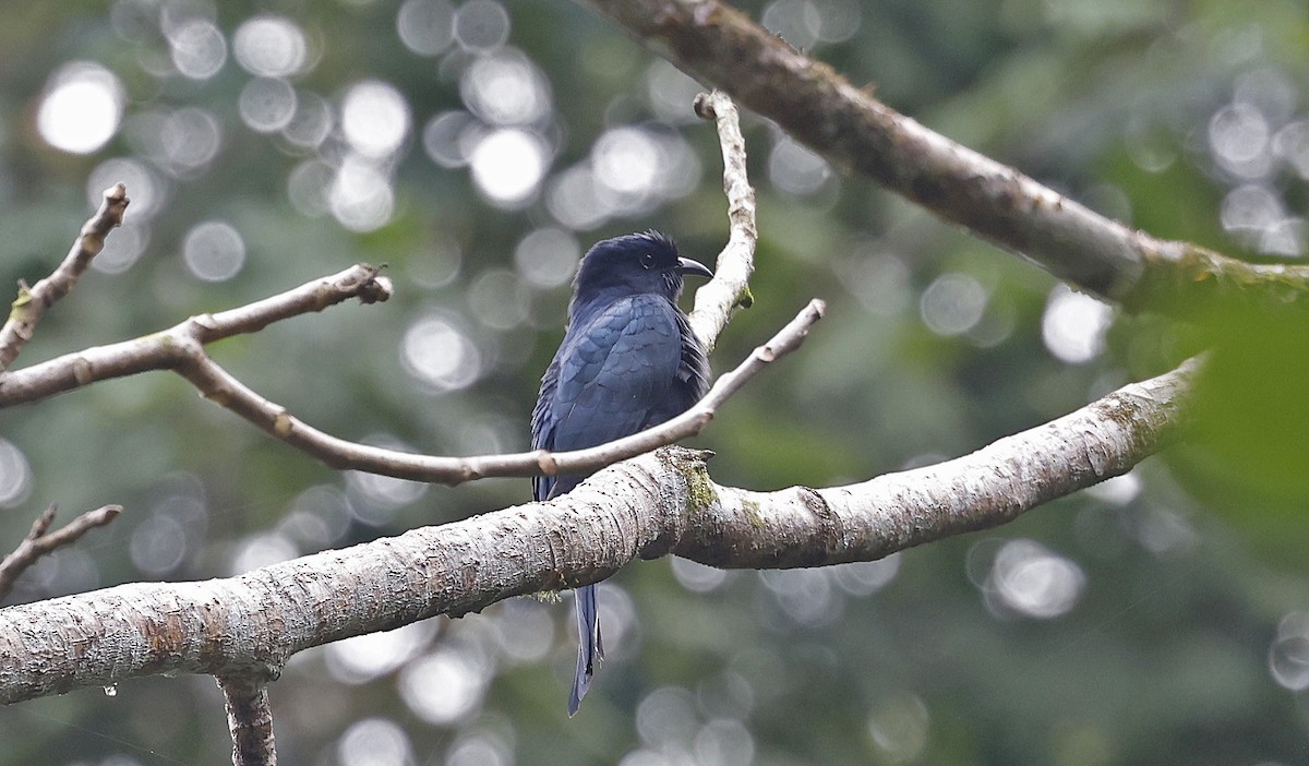 Square-tailed Drongo-Cuckoo - ML514342051