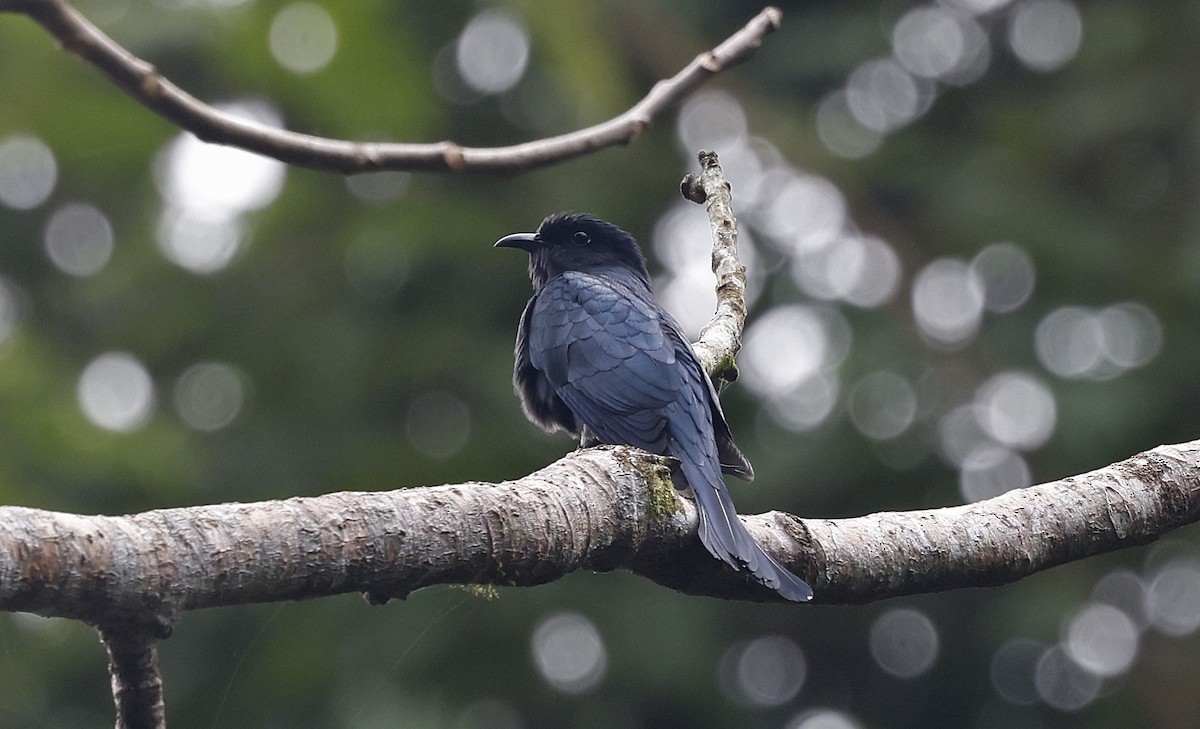 Square-tailed Drongo-Cuckoo - ML514342101