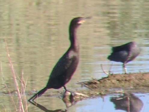 Neotropic Cormorant - ML514342121