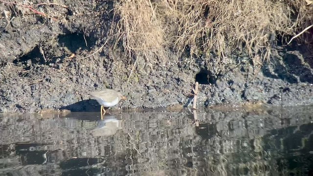 Spotted Sandpiper - ML514342141