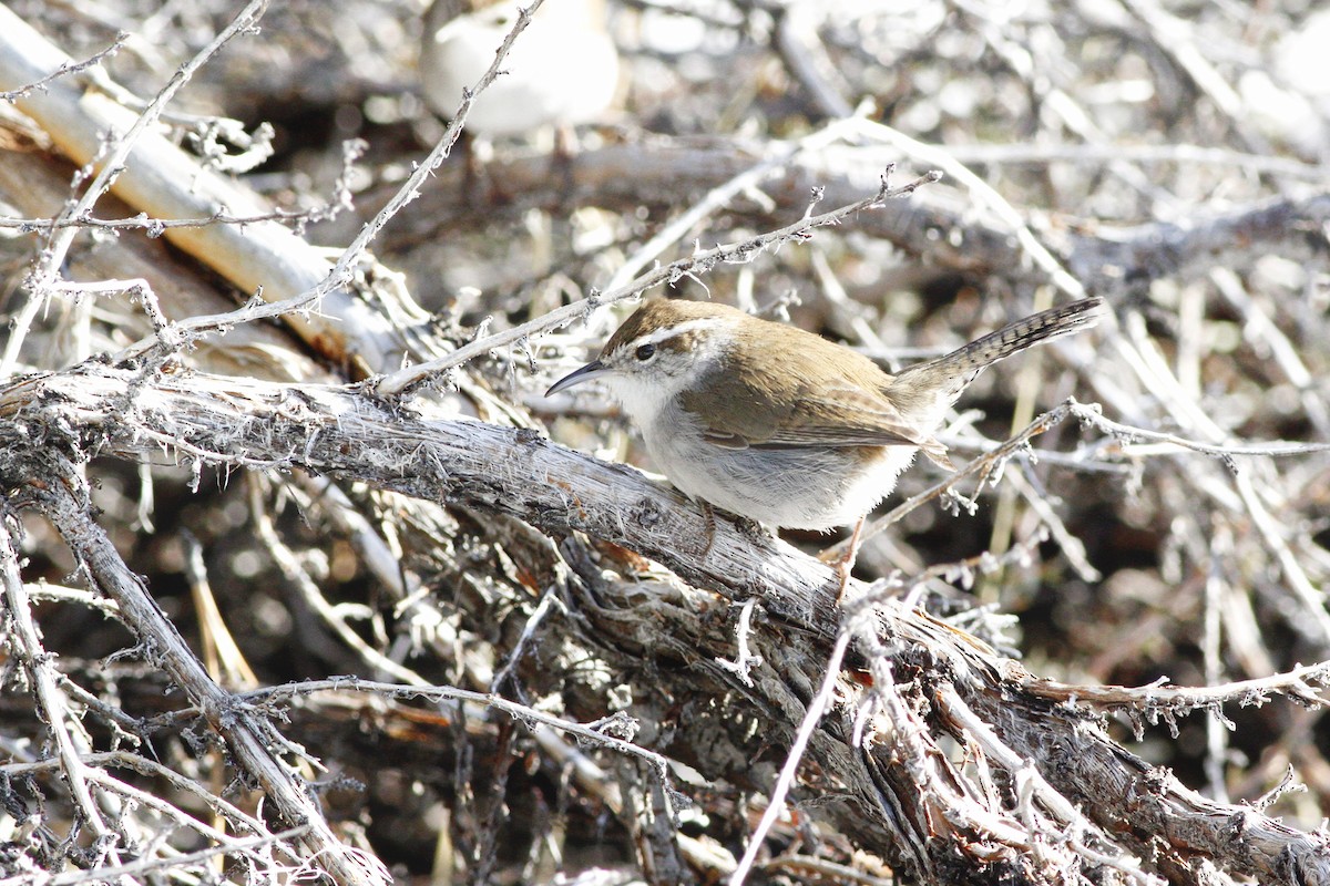 Bewick's Wren - ML51434221