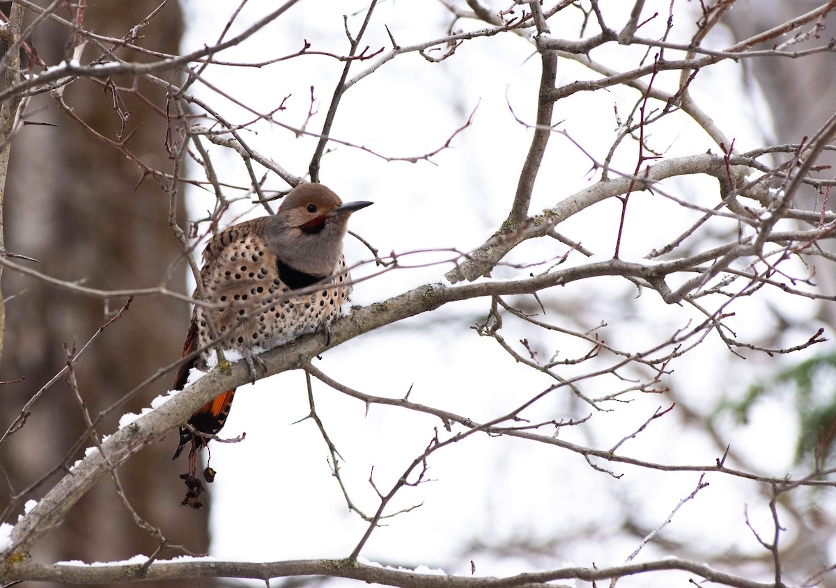 Northern Flicker (Yellow-shafted x Red-shafted) - ML514342331