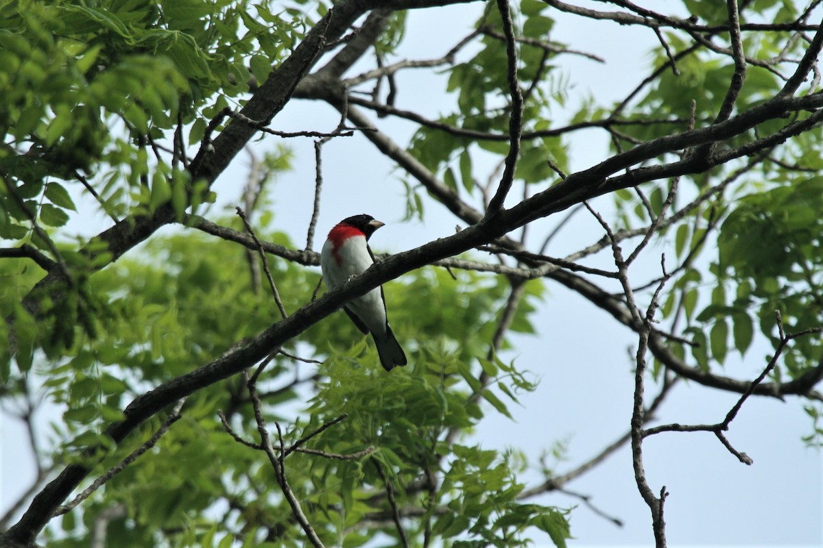 Rose-breasted Grosbeak - ML514342641