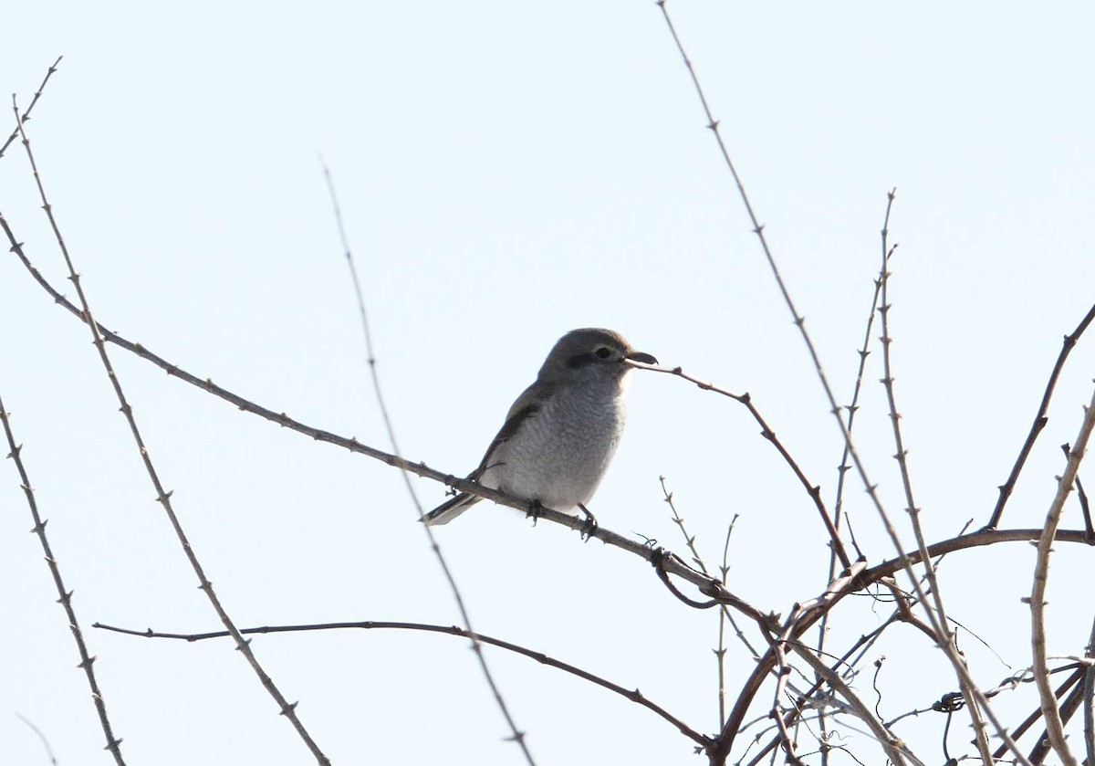 חנקן צפוני - ML51434271