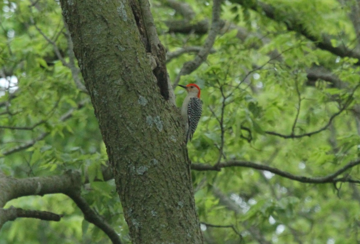 Red-bellied Woodpecker - ML514342901