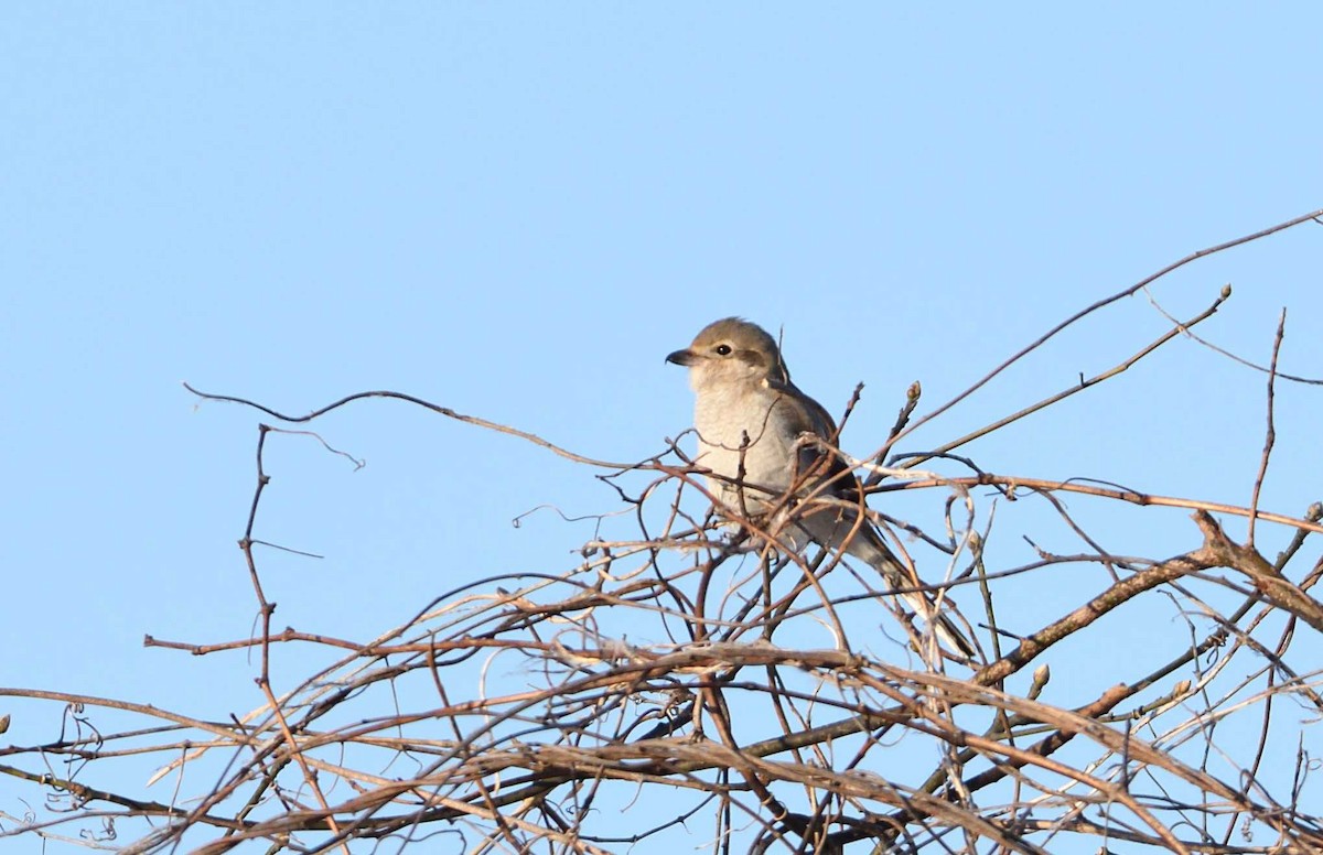 Boreal Örümcekkuşu - ML51434291