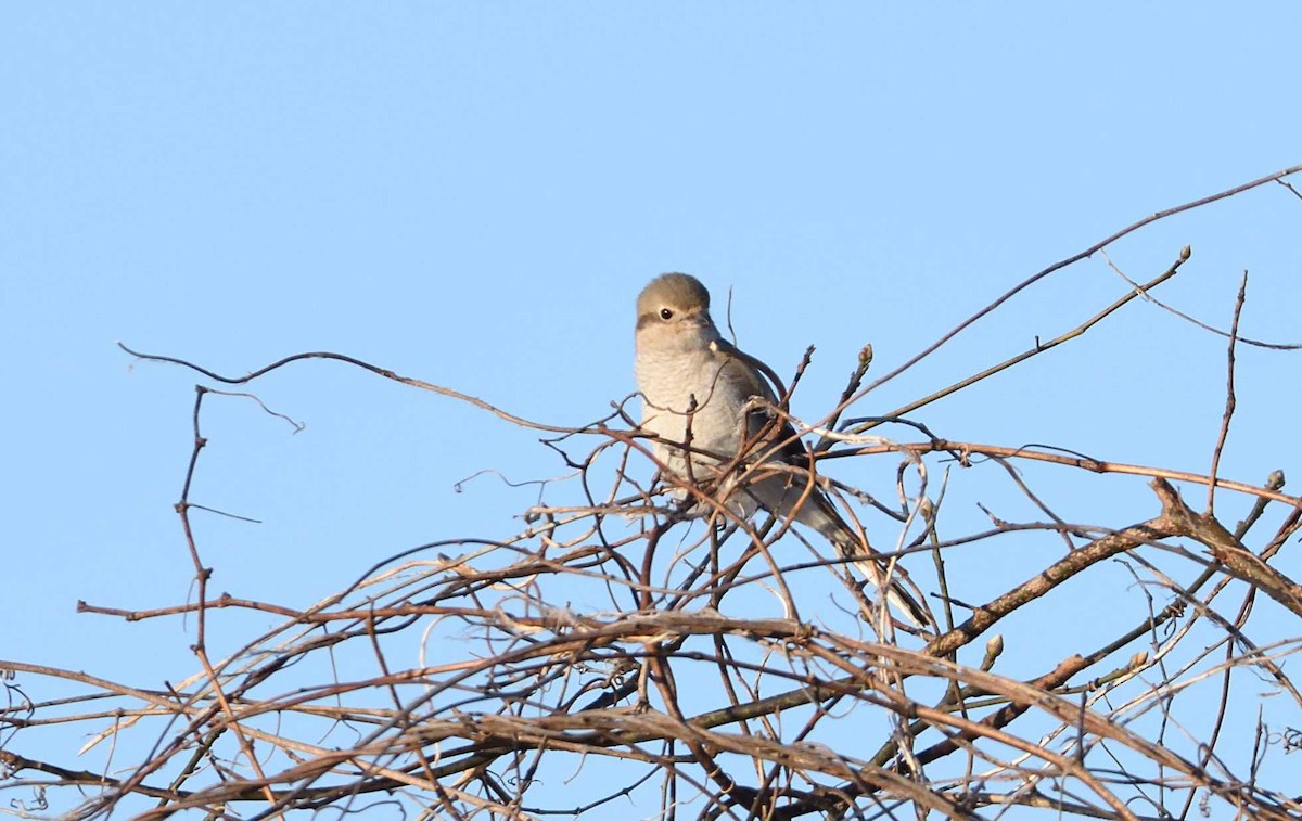 Northern Shrike - Barry Blust