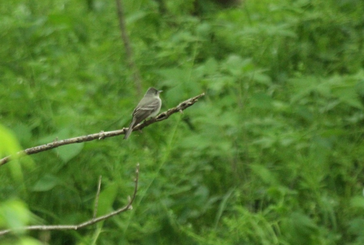 Eastern Wood-Pewee - ML514343021