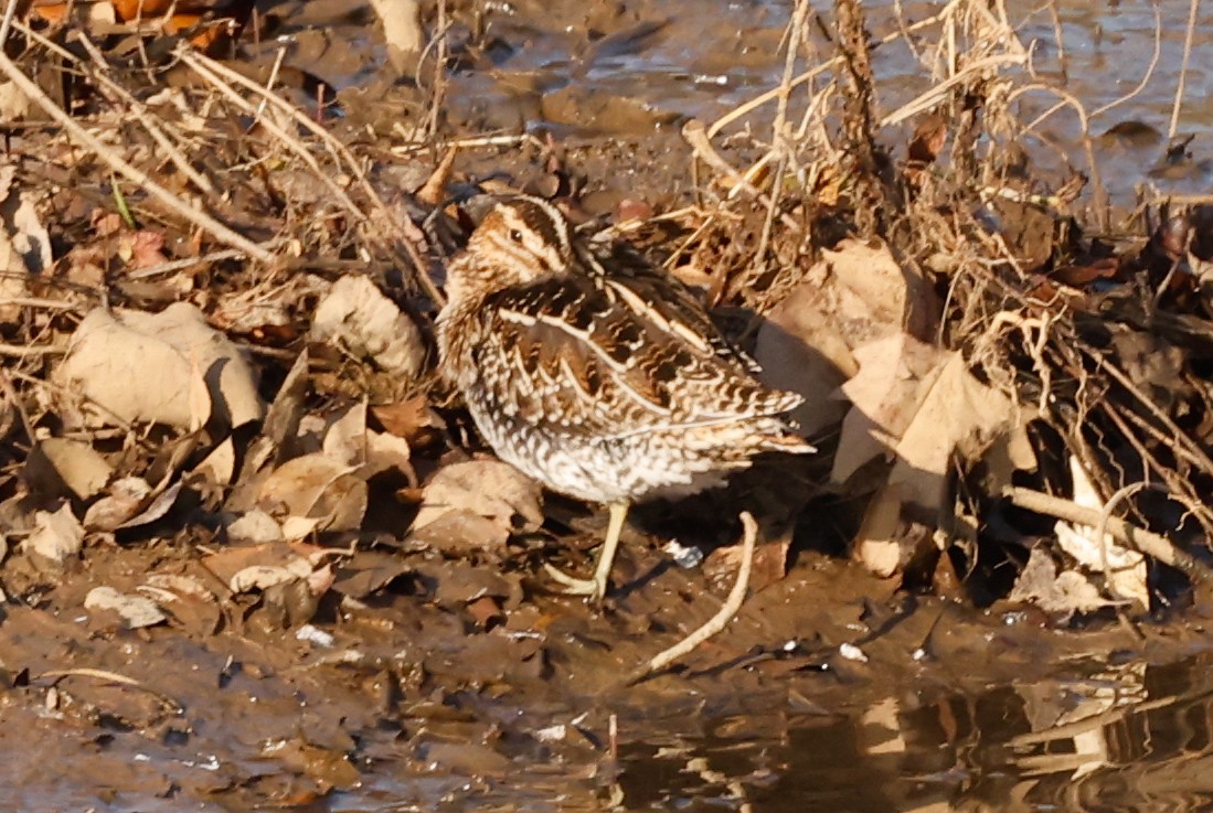 Wilson's Snipe - ML514343091