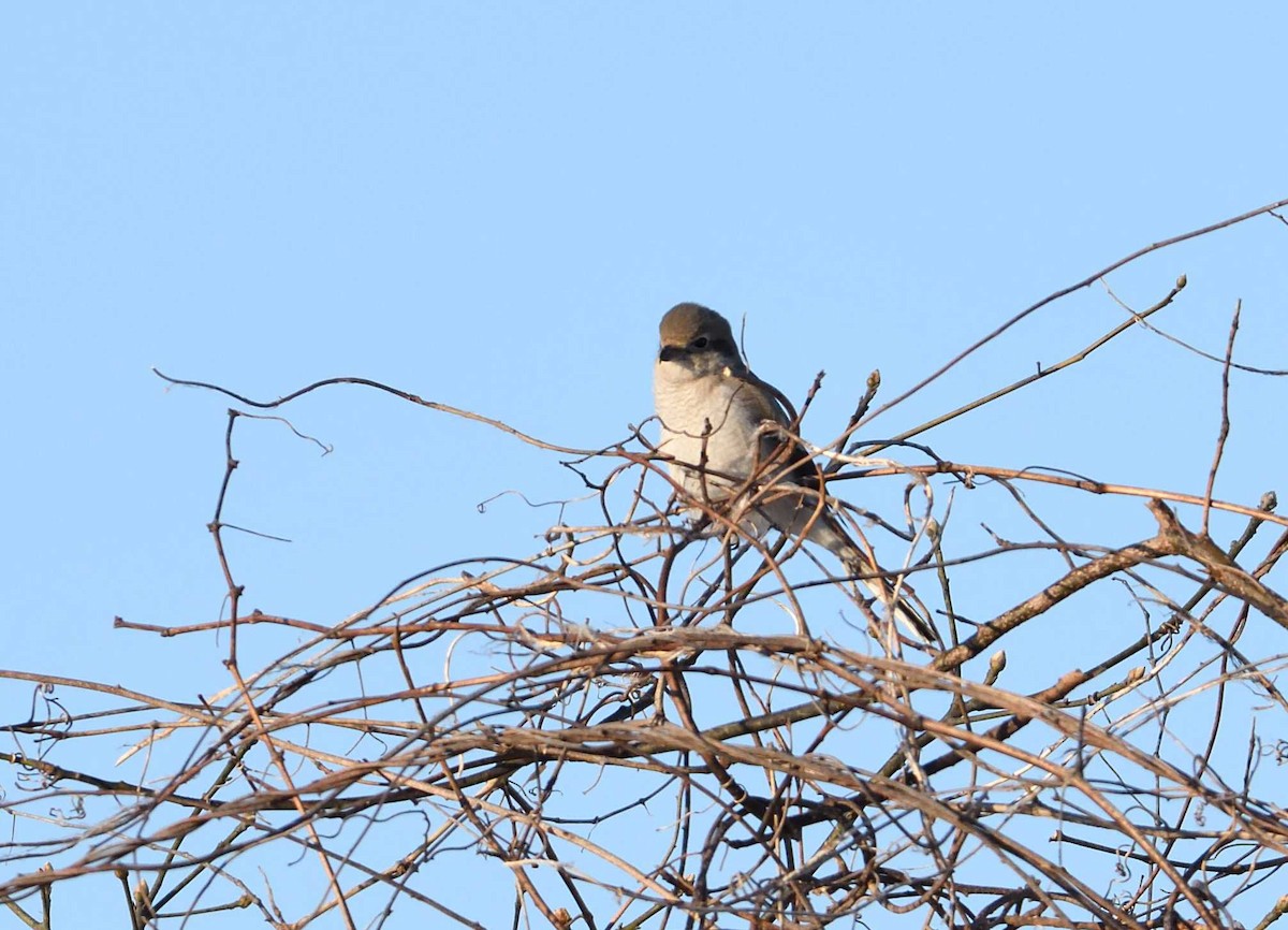 Boreal Örümcekkuşu - ML51434311