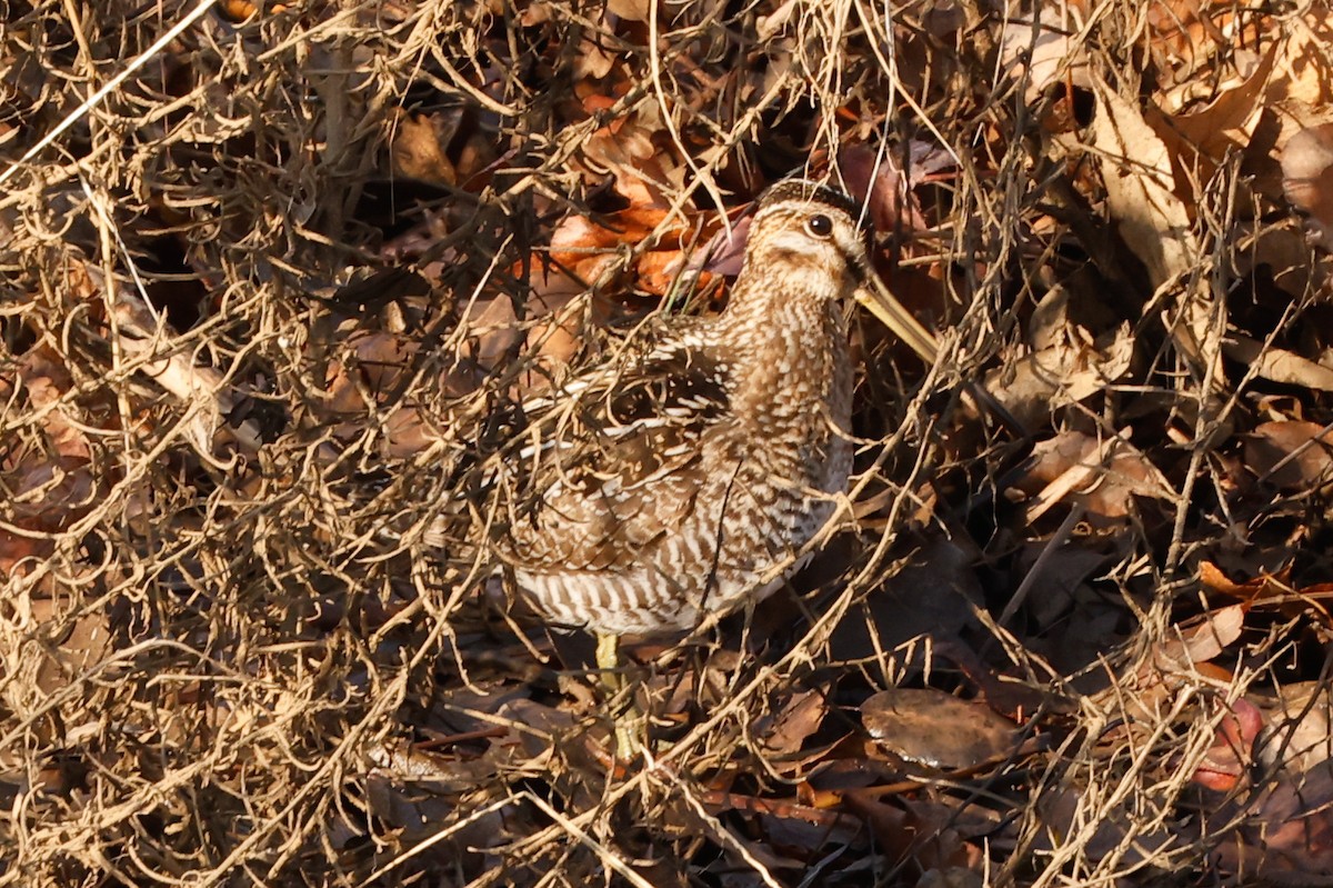 Wilson's Snipe - ML514343191