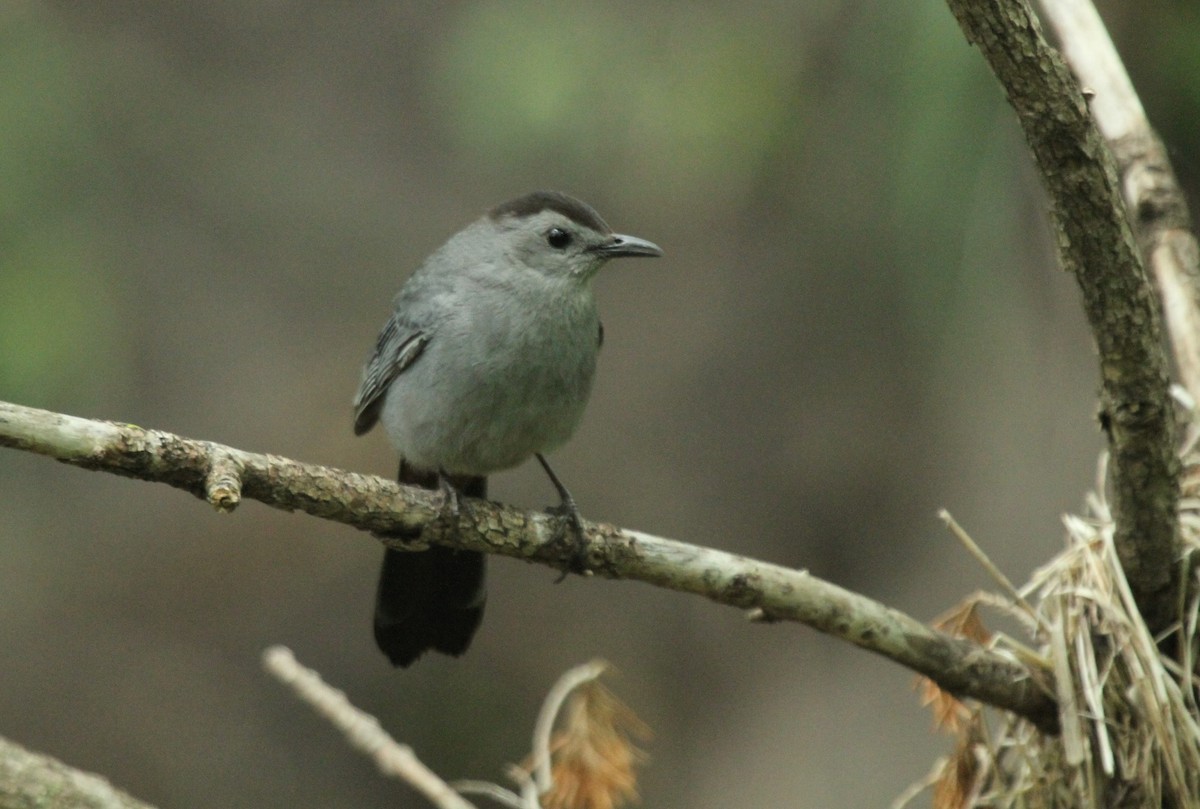 Gray Catbird - Kendall Watkins